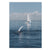 K'gari Whale Wave, QLD