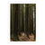 Beech Forest, VIC