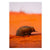 Echidna, Shark Bay, WA