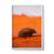 Echidna, Shark Bay, WA