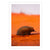 Echidna, Shark Bay, WA