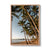 Palm Cove (2), QLD