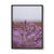 Lavender, TAS