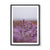 Lavender, TAS