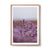 Lavender, TAS