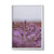 Lavender, TAS