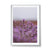 Lavender, TAS