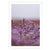Lavender, TAS