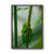 Green Tree Frog, QLD