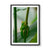 Green Tree Frog, QLD