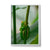 Green Tree Frog, QLD