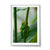 Green Tree Frog, QLD