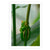 Green Tree Frog, QLD